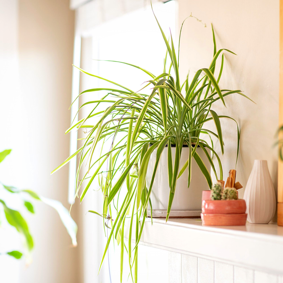 Know Everything About the Best Bathroom Plants in 2022- Article on Thursd